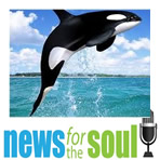News for the Soul Killer whale learns how to mimic human speech image
